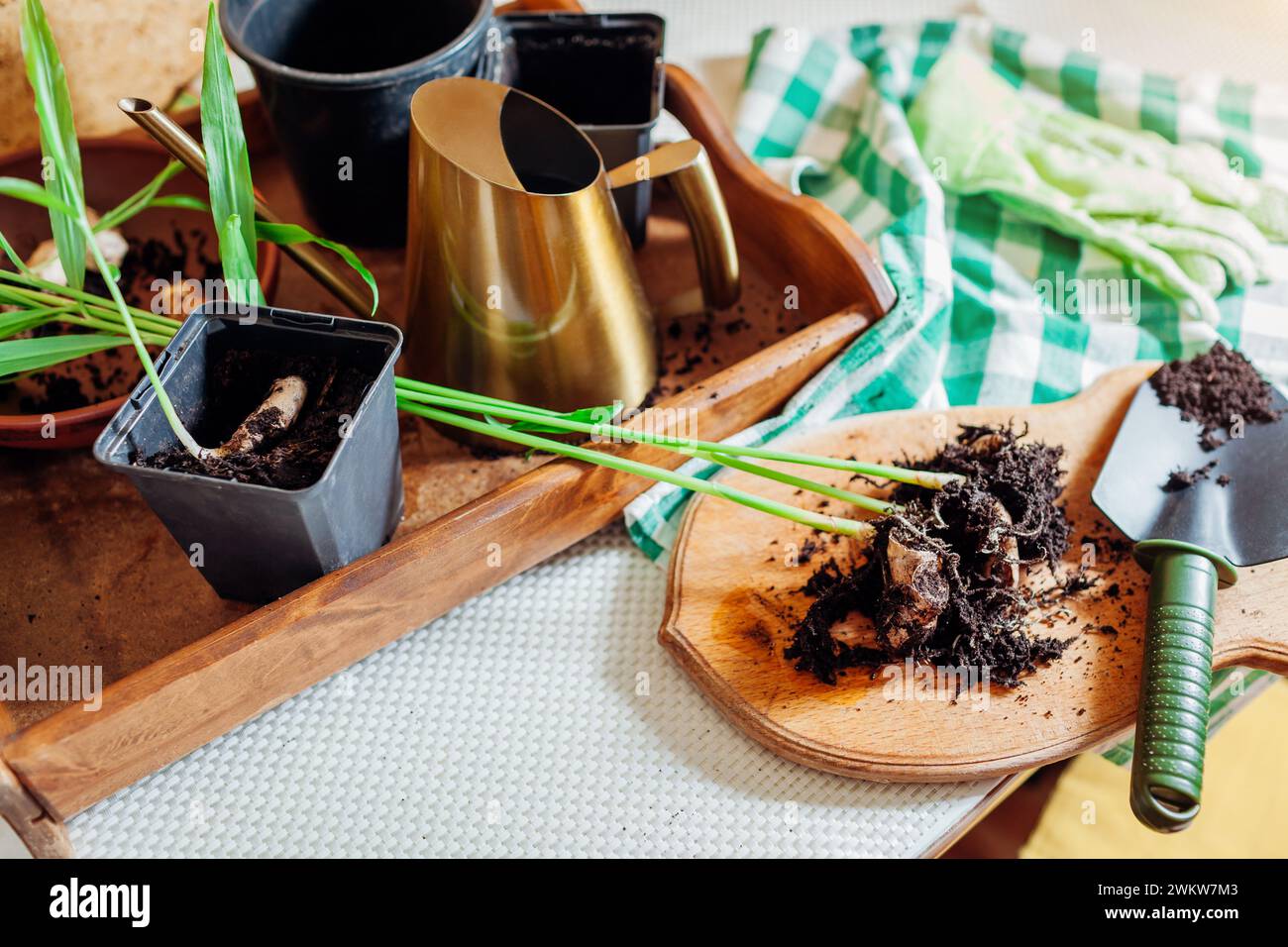 Zenzero che cresce a casa. Trapianto di zenzero radicato con germogli in pentole con terreno utilizzando pala e bomboletta. Giardinaggio. Spazio Foto Stock