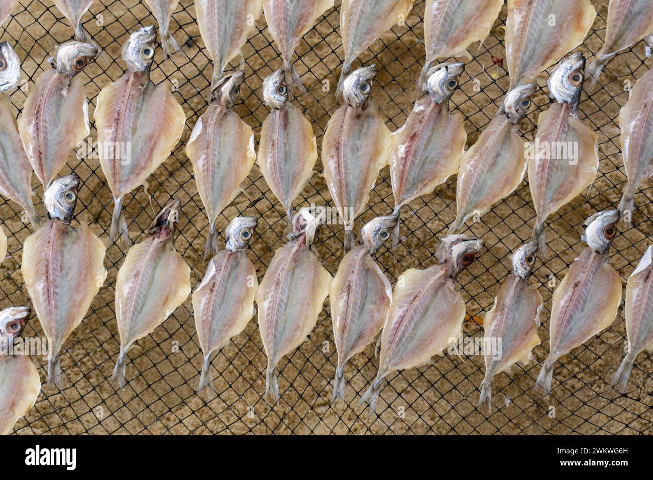 Il pesce eviscerato viene essiccato su una rete metallica sullo sfondo di una spiaggia Foto Stock