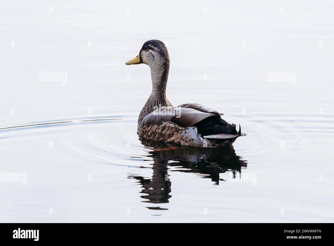 Femmina Mallard duck nuoto su un lago Foto Stock