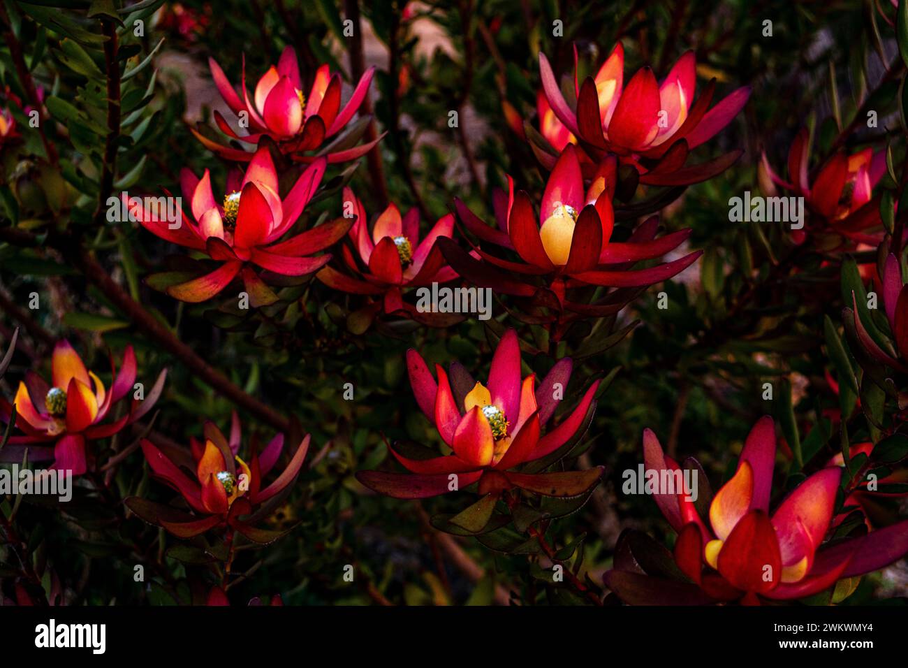 King Protea (Protea cynaroides) lungo il Monterey Recreation Trail. Foto Stock