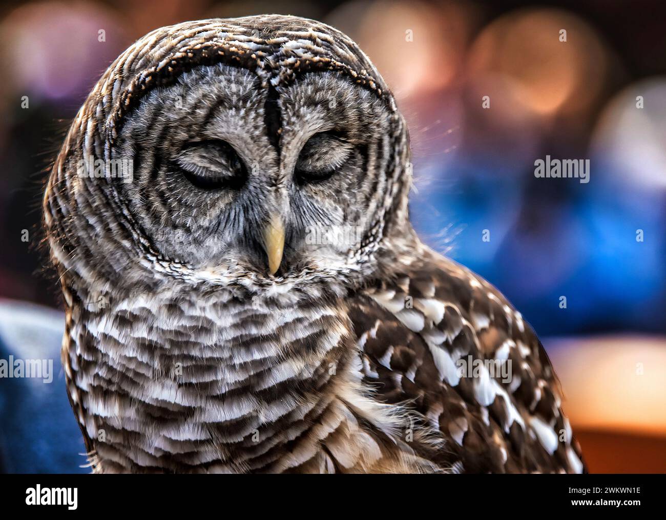 Owl si dosa la mattina presto Foto Stock