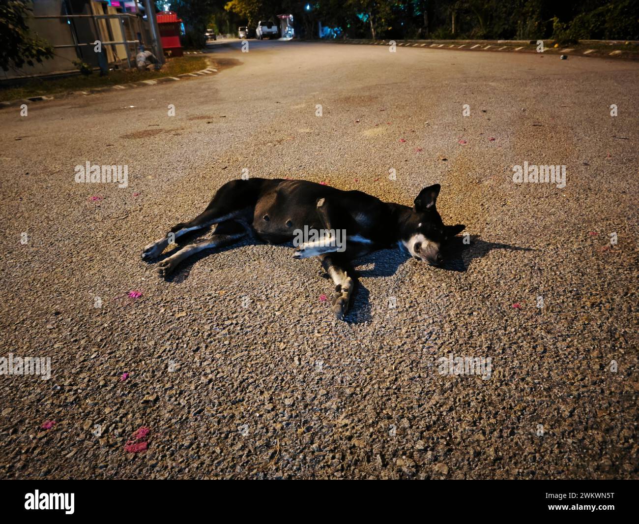 cane randagio che riposa per strada di notte. Foto Stock