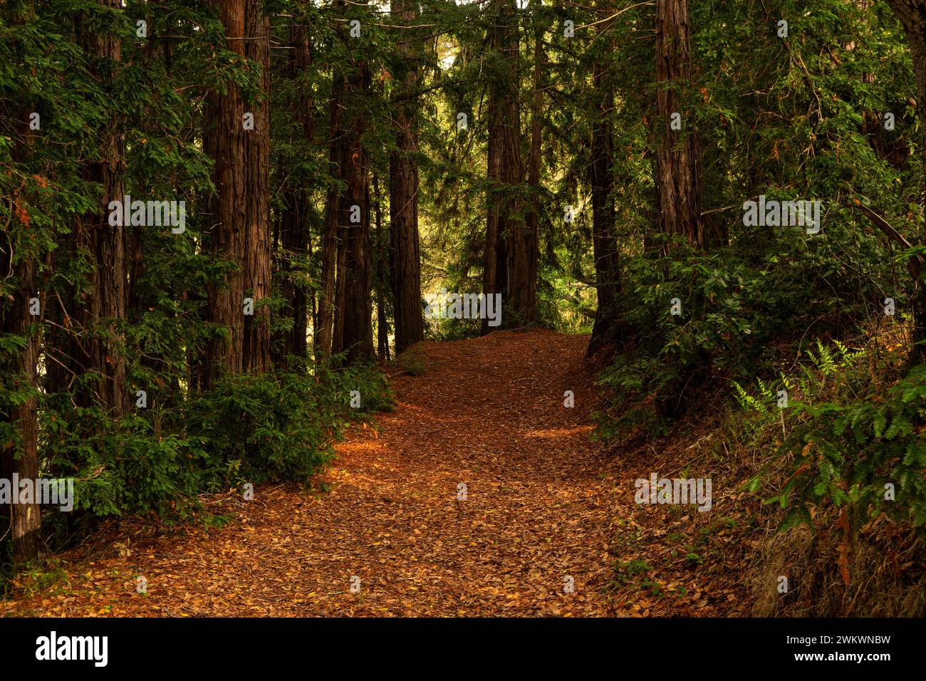 Le sequoie costeggiano il San Jose Creek Hiking Trail nel Palo Corona Regional Park; Carmel Valley, California Foto Stock