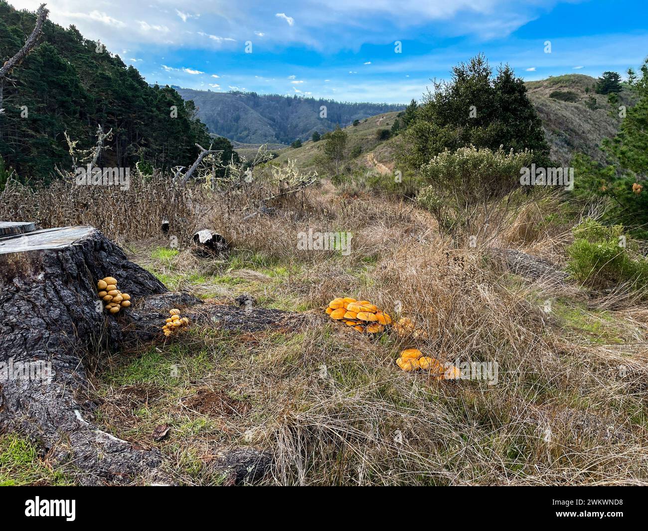Funghi comuni (Gymnopilus penetrans) su un ceppo di confier nel Palo Corona Regional Park, Carmel, California. Foto Stock