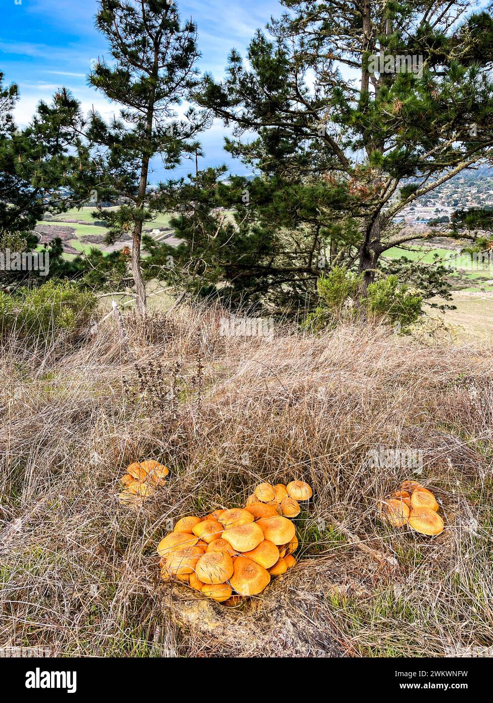 Comuni funghi Rustgill dalla cima del punto di ispirazione nel Parco regionale di Palo Corona con Carmel-by-the-Sea e l'Oceano Pacifico nel backgroun Foto Stock