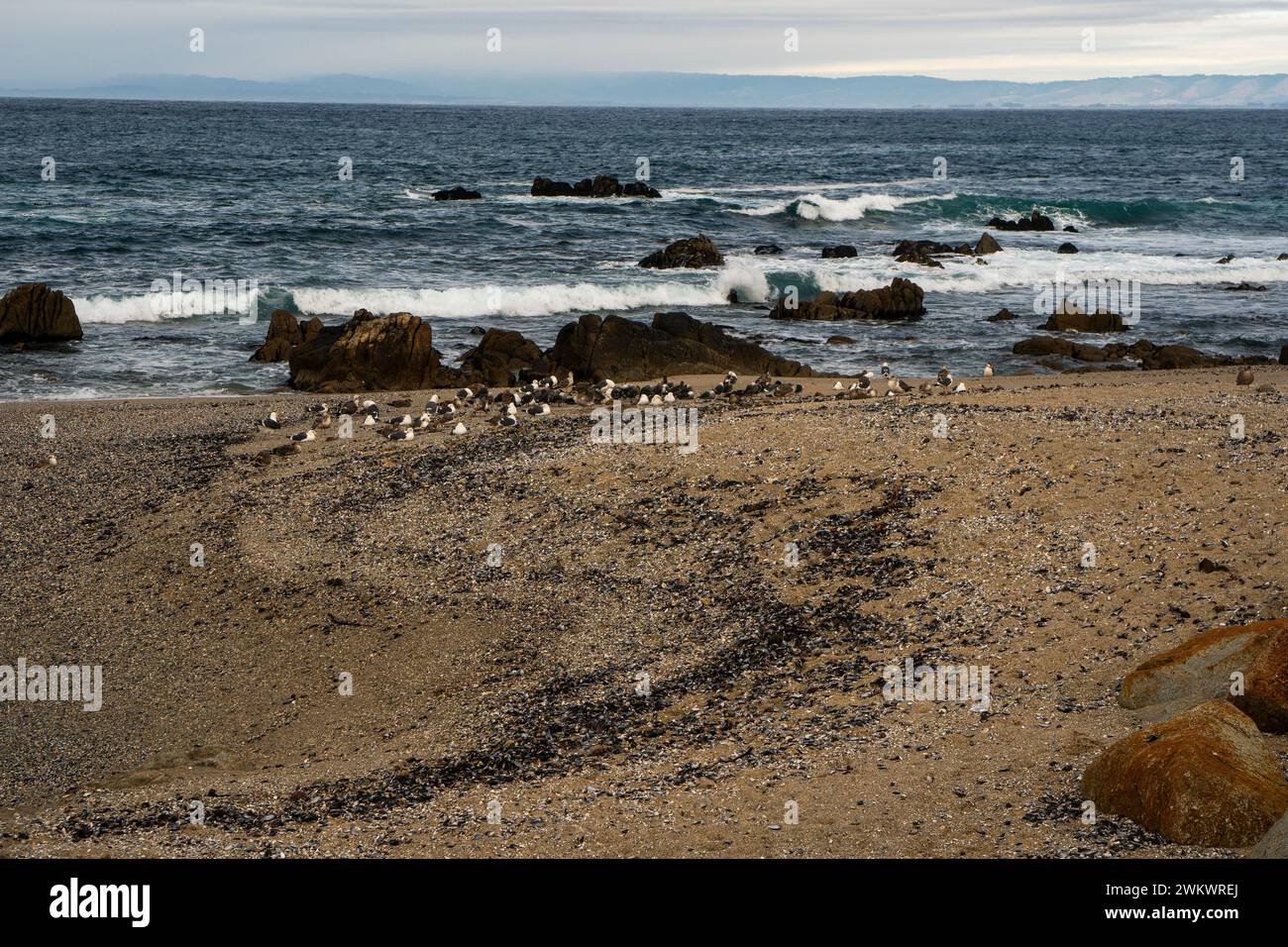 Bande di conchiglie di cozze, cotte nelle loro conchiglie quando i cambiamenti climatici hanno causato un aumento della temperatura dell'acqua, coperte spiaggia a Point Pinos. Foto Stock