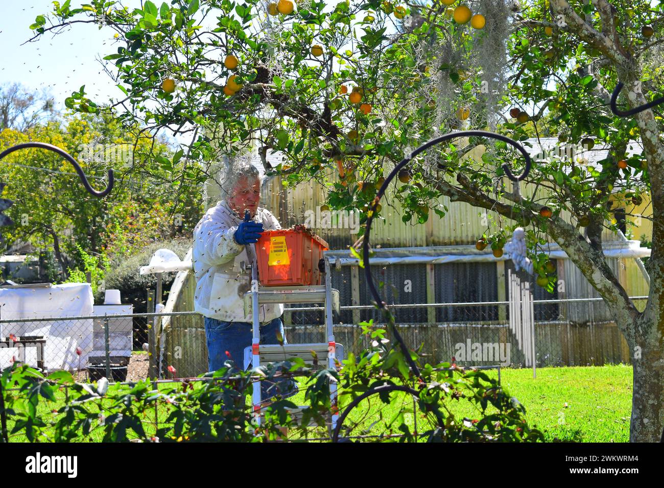 Le api si scaldano sugli alberi Foto Stock