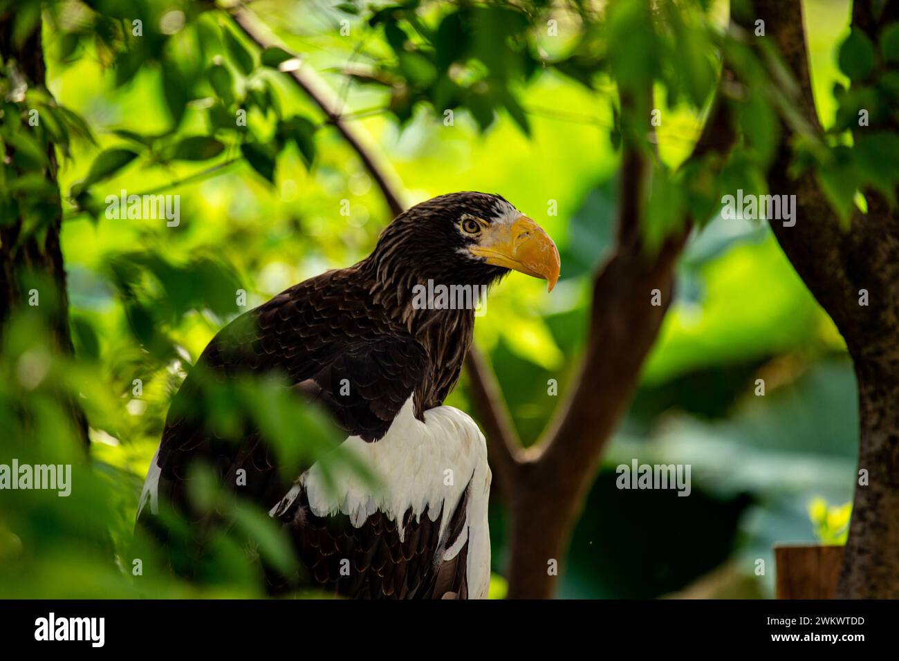 Il maestoso Steller's Sea Eagle, originario del nord-est asiatico, è un uccello affascinante noto per il suo aspetto suggestivo e l'impressionante apertura alare. La sua abitudine Foto Stock