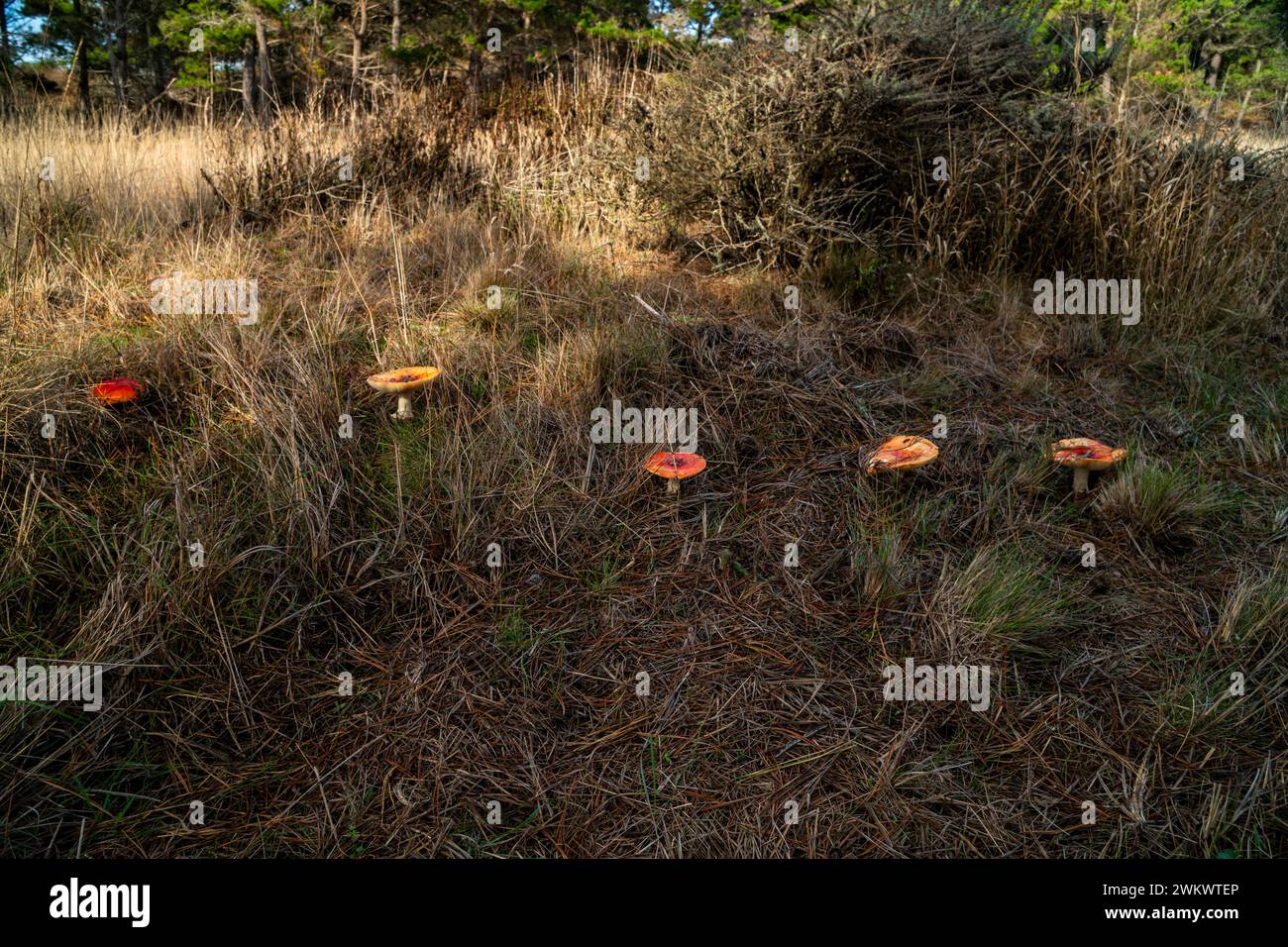 Amanita muscaria (alias Fly Agaric) cresce in una linea (probabilmente dal micelio che segue una radice di albero) nella riserva naturale statale di Point Lobos. Foto Stock