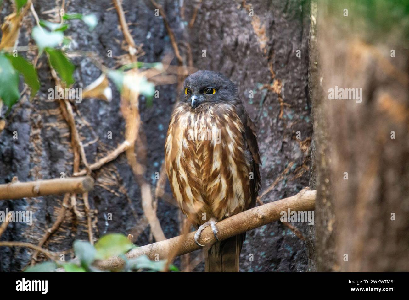 Il gufo di Falco bruno, scientificamente conosciuto come Ninox scutulata, è un'affascinante specie di gufo diffusa in Asia e in alcune parti dell'Australasia. Con le sue venature Foto Stock