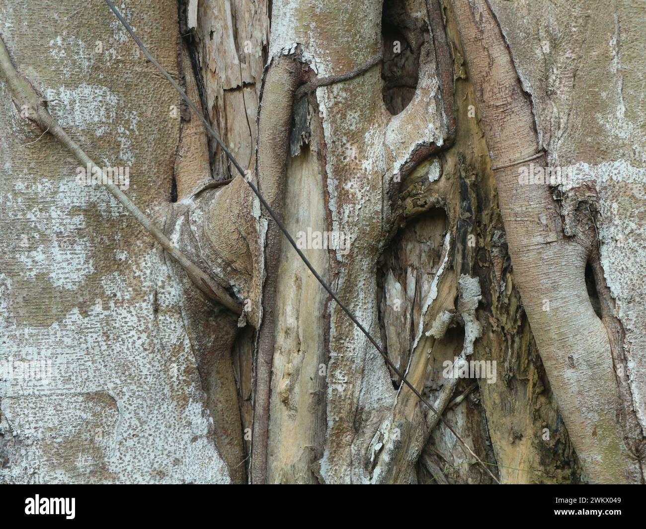 Da vicino al tronco dell'albero banyan diventa un parassita su altre piante Foto Stock