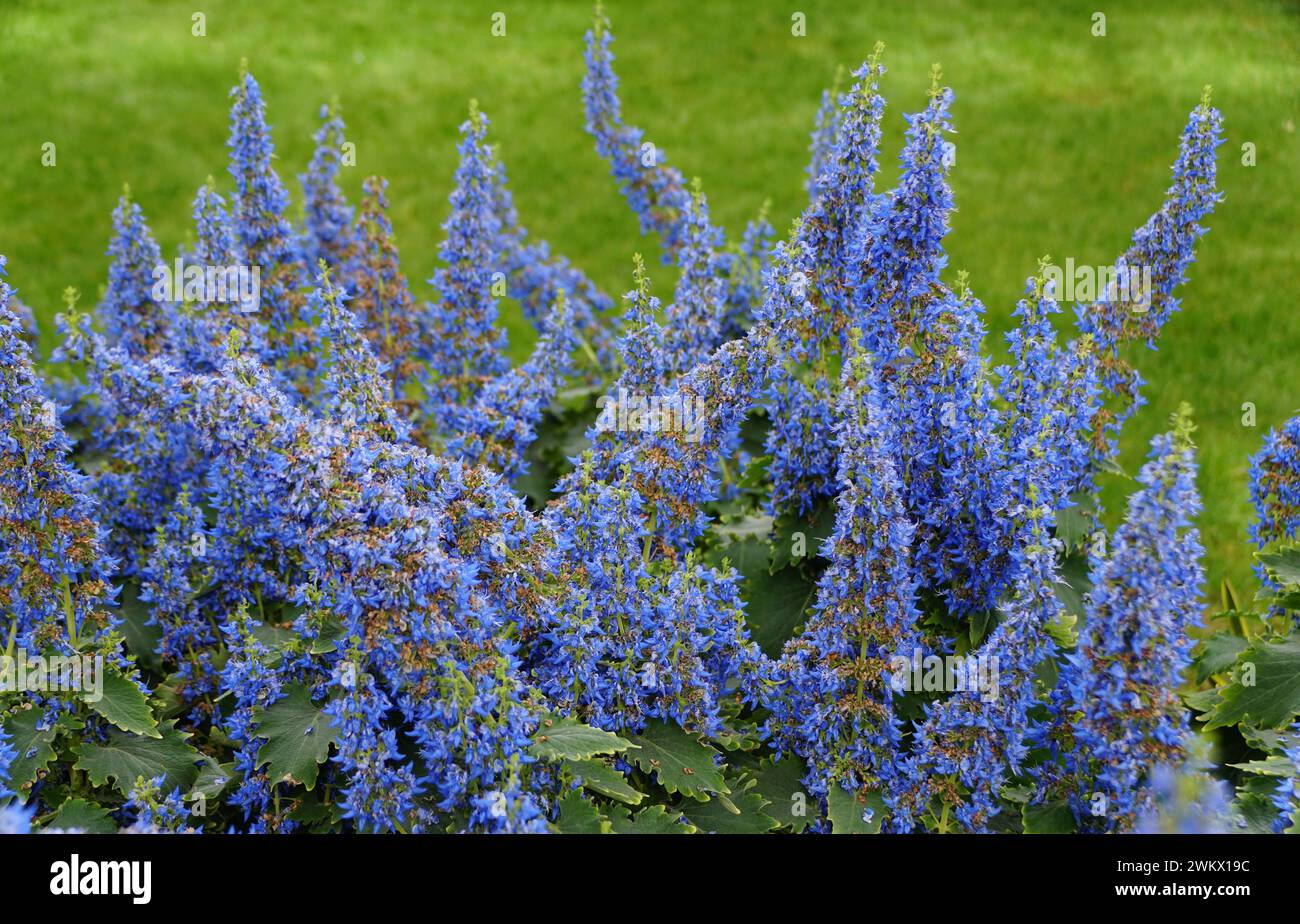 Pianta di coleo fiorito blu brillante, di specie di Plectranthus Foto Stock