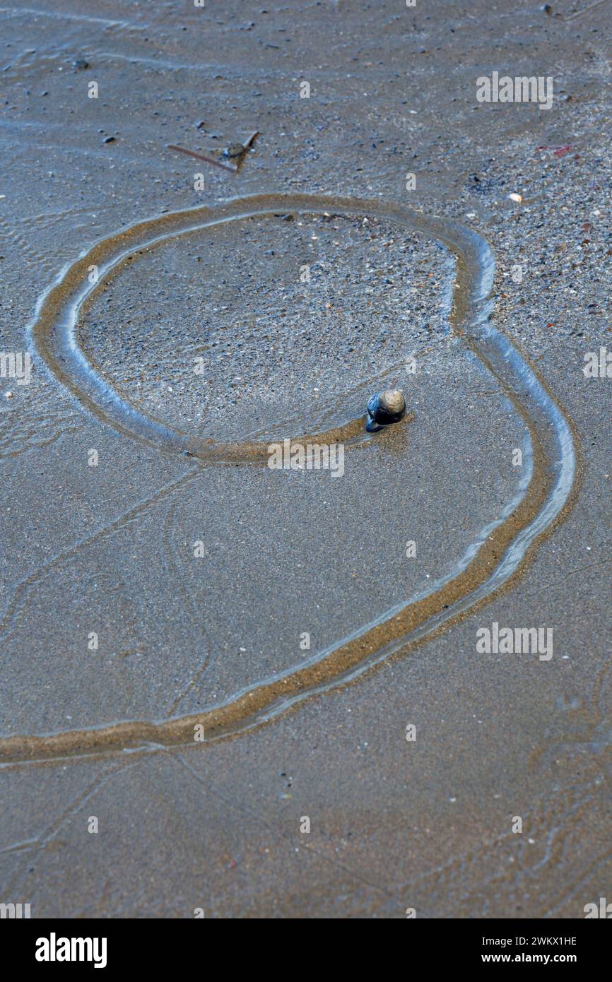 Va a passo di lumaca con traccia sulla spiaggia, Giardini marino del Parco Statale, Oregon Foto Stock