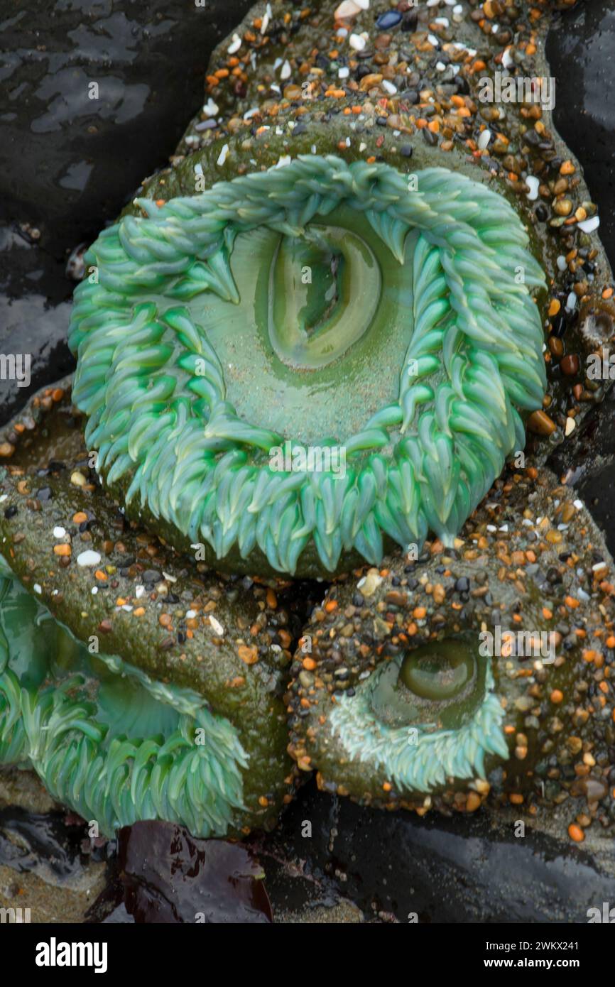 Green anemone, Yachats parco statale, Oregon Foto Stock