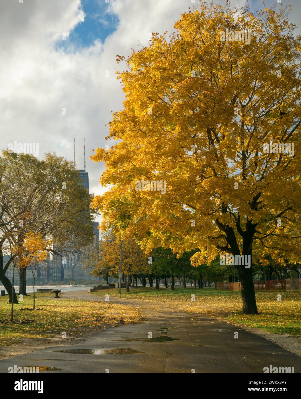 Albero a Lincoln Park, Chicago, Illinois, Stati Uniti Foto Stock