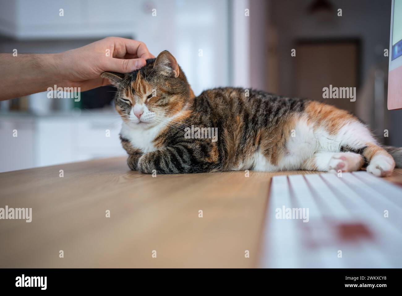 Il gatto soffice trova un posto accogliente sul tavolo accanto al computer. Animale domestico che cerca di dormire vicino al proprietario che lavora online. Foto Stock