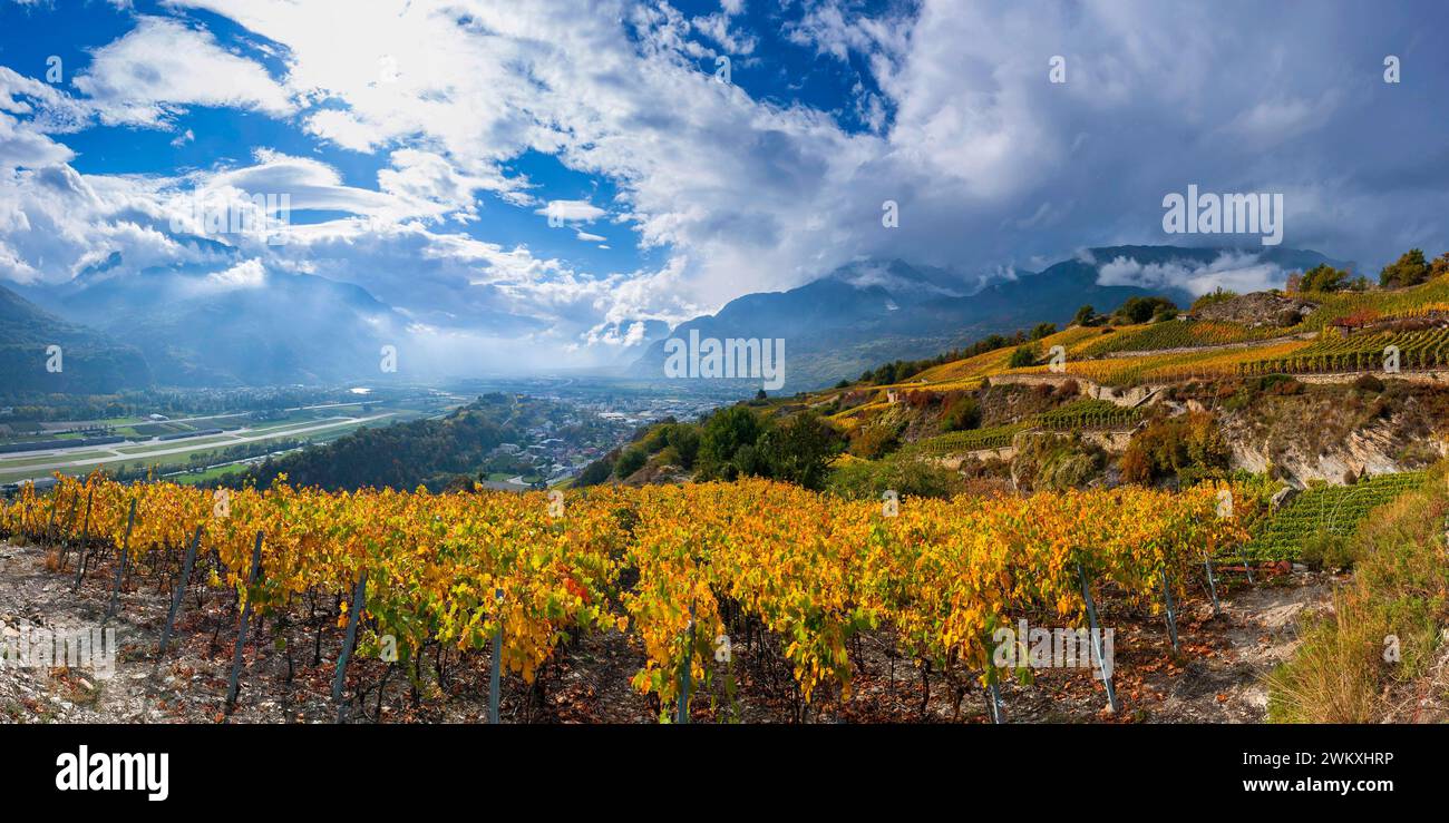 Viti nella Valle del Rodano svizzero, vino, vite, agricoltura, agroalimentare, agricoltura, regione viticola, viticoltura, panorama, paesaggio Foto Stock