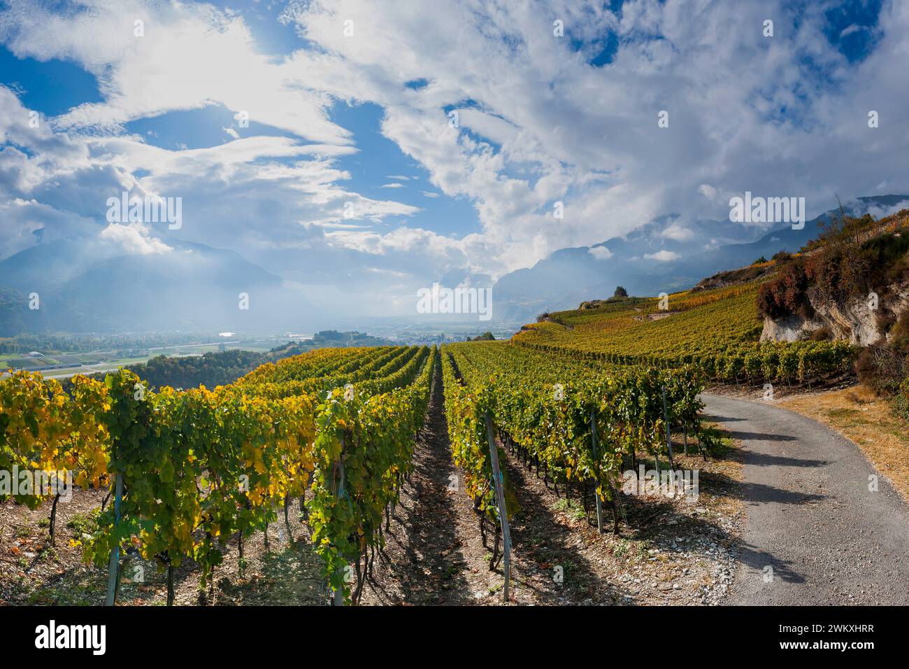 Viti nella Valle del Rodano svizzero, vino, vite, agricoltura, agroalimentare, agricoltura, regione viticola, viticoltura, panorama, paesaggio Foto Stock