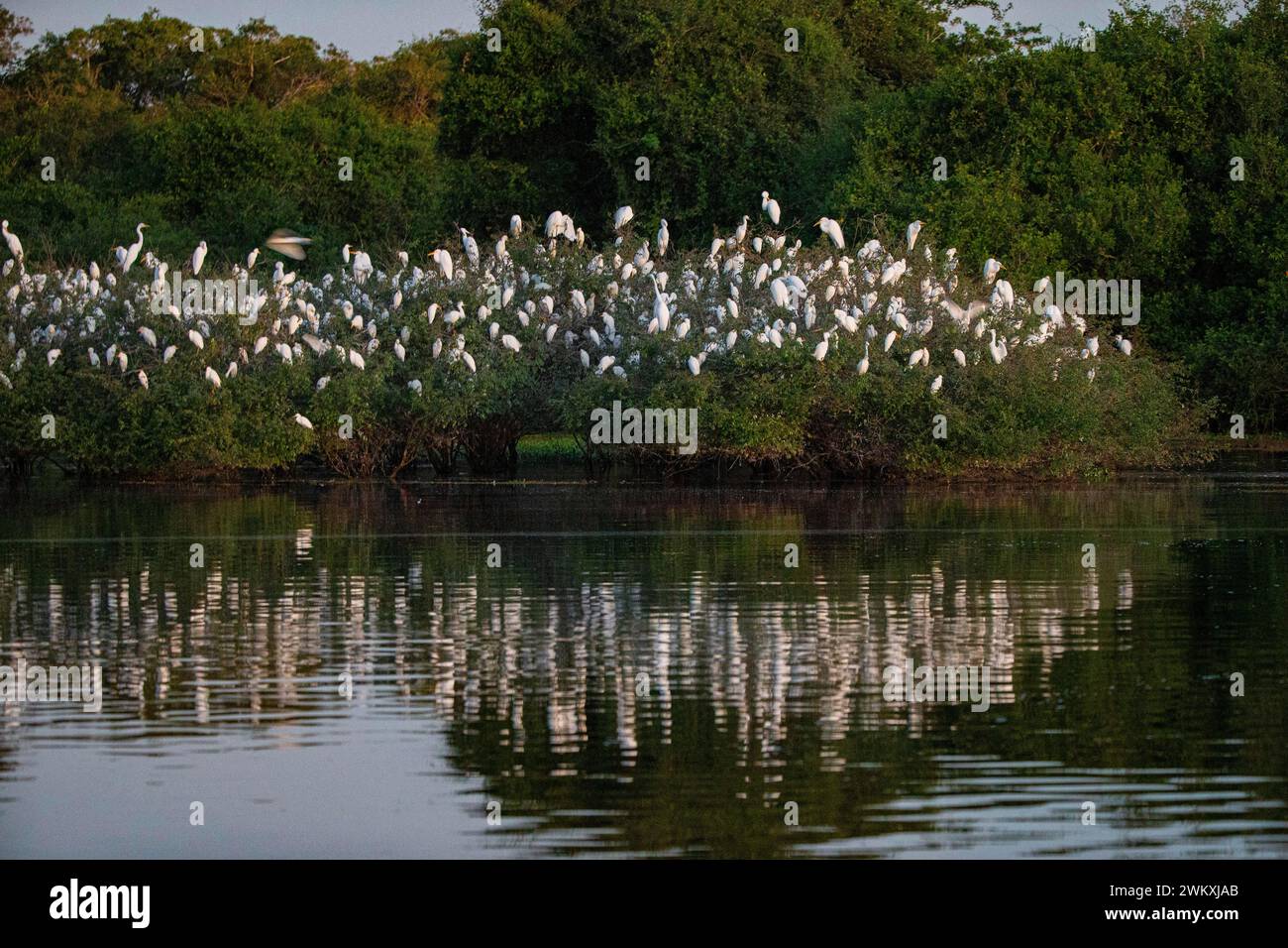 L'egret di bestiame (Bubulcus ibis) è un pantanal brasiliano Foto Stock