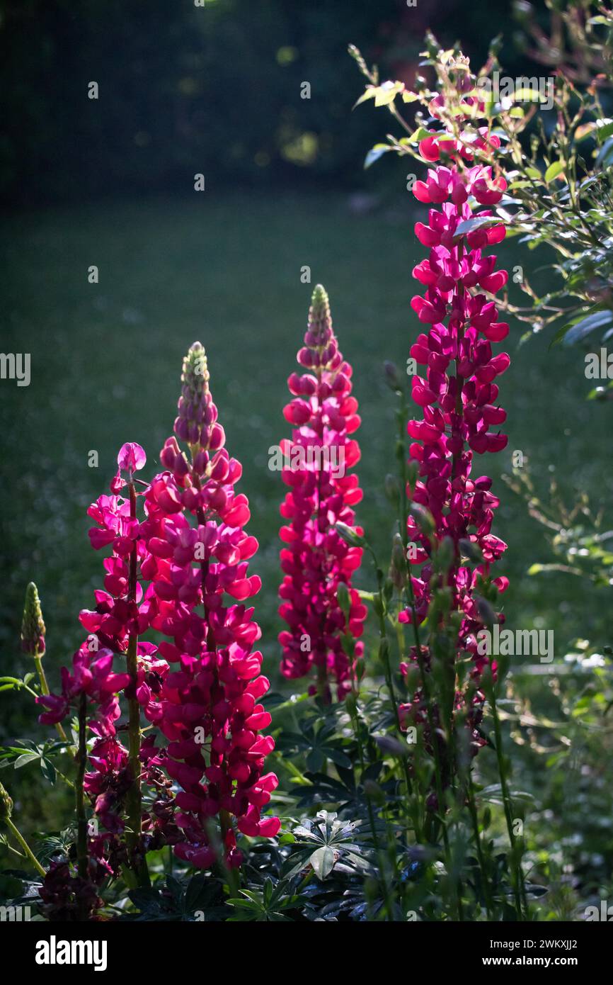 Lupini di colore rosa in un giardino soleggiato Lupinus Fabaceae Foto Stock