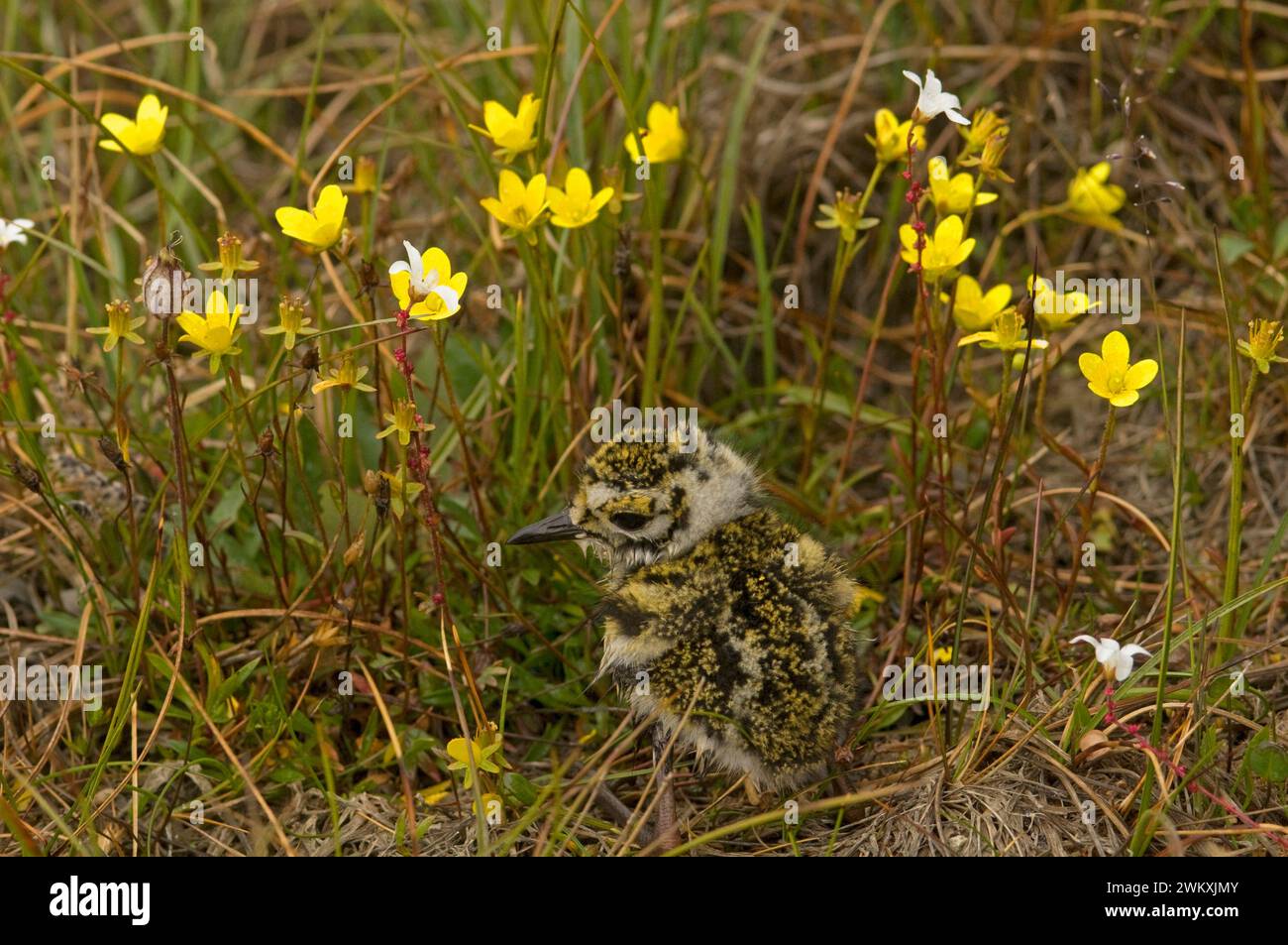 American Golden-Plover Pluvialis dominica pulcino sulla tundra in fiore palude gialla Sazifrage hirculus fiori selvatici e Alaska artica Foto Stock