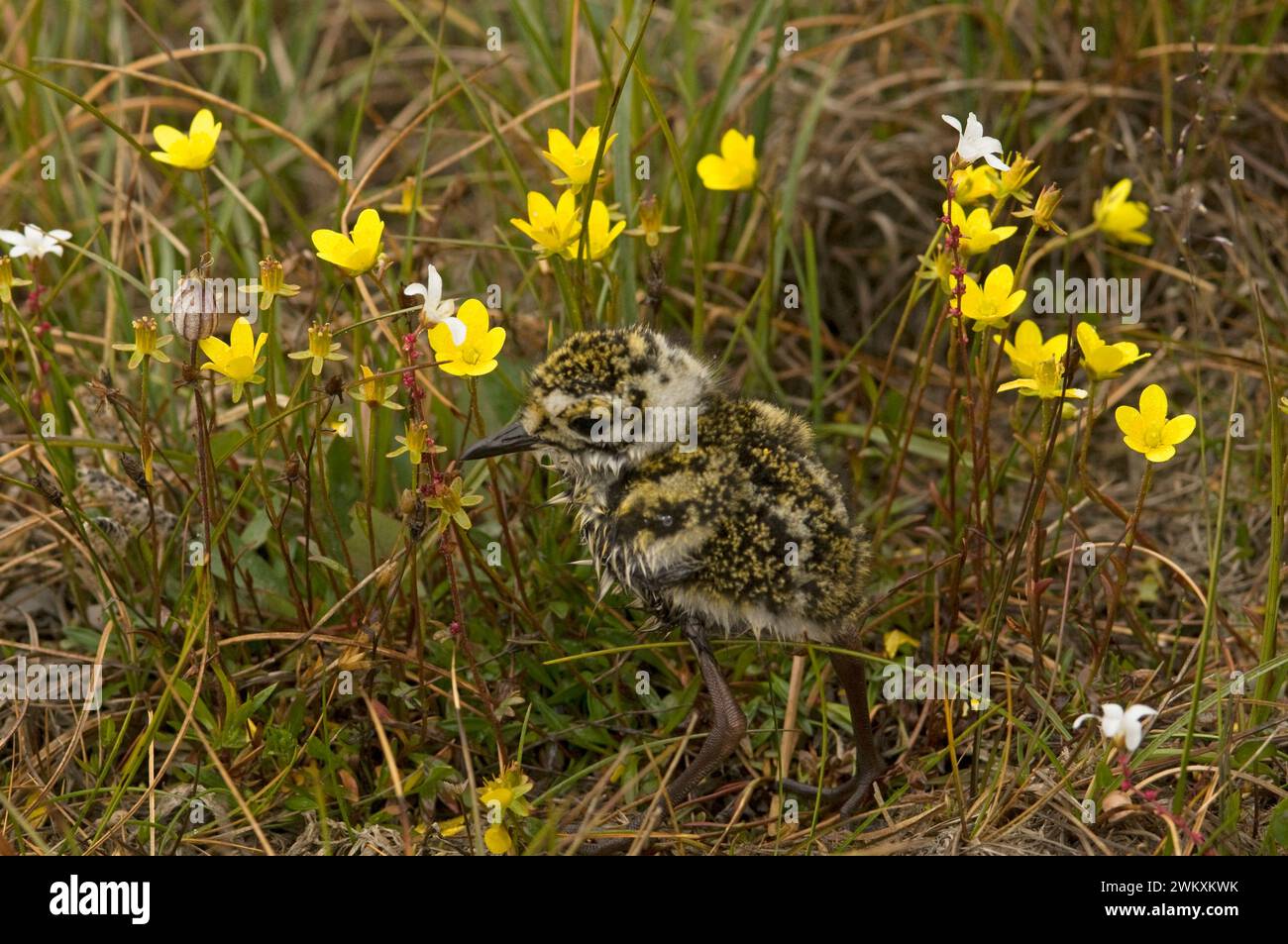 American Golden-Plover Pluvialis dominica pulcino sulla tundra in fiore palude gialla Sazifrage hirculus fiori selvatici e Alaska artica Foto Stock