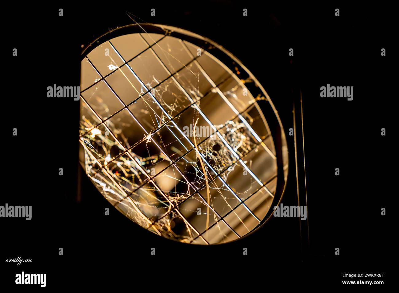 Un primo piano di ragnatele Spider sotto i riflettori Foto Stock