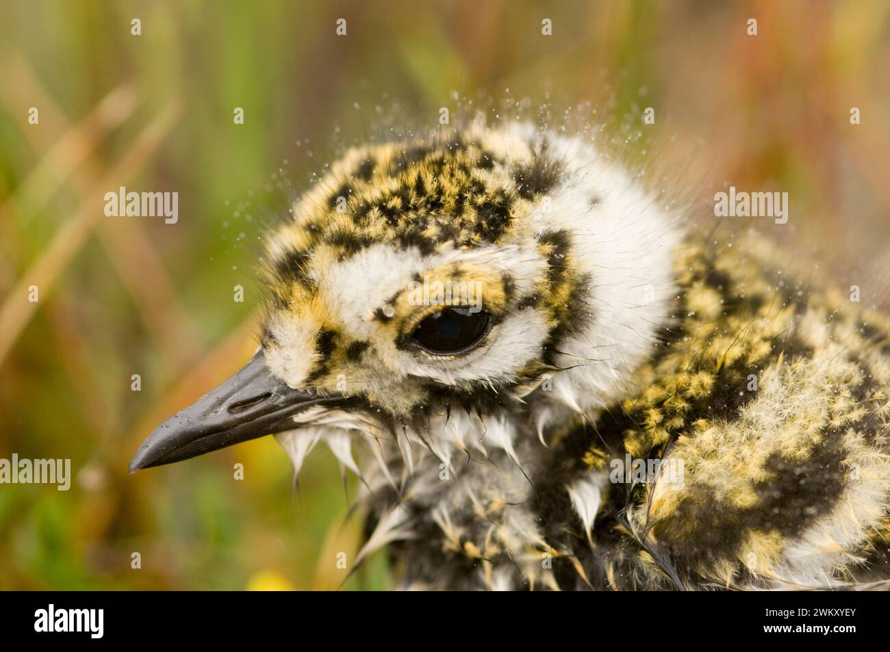 American Golden-Plover Pluvialis dominica pulcino sulla tundra estiva e sull'Alaska artica Foto Stock
