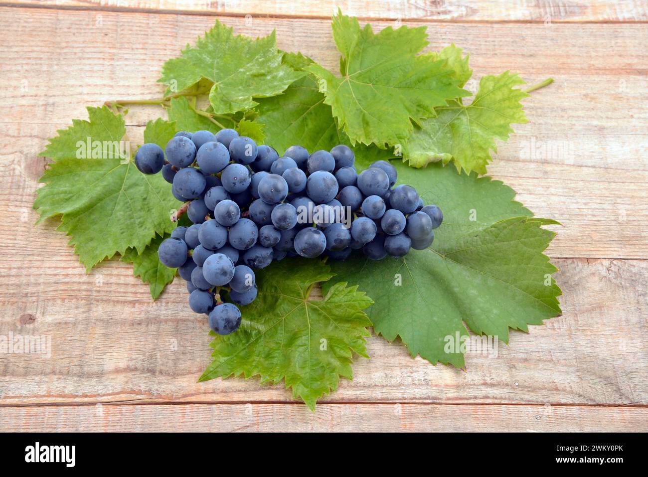 Grappolo d'uva moscato blu isolato su fondo di legno. Uva con foglie verdi. Foto Stock