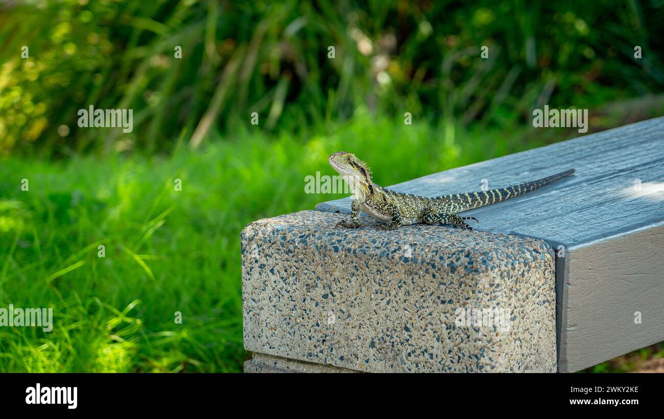 Lucertola australiana del drago d'acqua nei giardini botanici della Gold Coast, Queensland, Australia Foto Stock