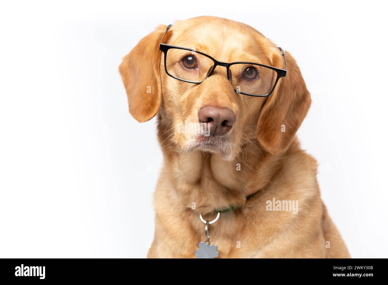 Primo piano: Ritratto orizzontale in studio di retriever labrador con occhiali trasparenti che sembrano seri. ripresa su sfondo bianco. Il cane bree Foto Stock