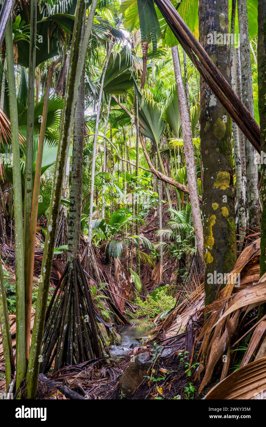 Riserva naturale Vallee de mai, Praslin, Seychelles Foto Stock