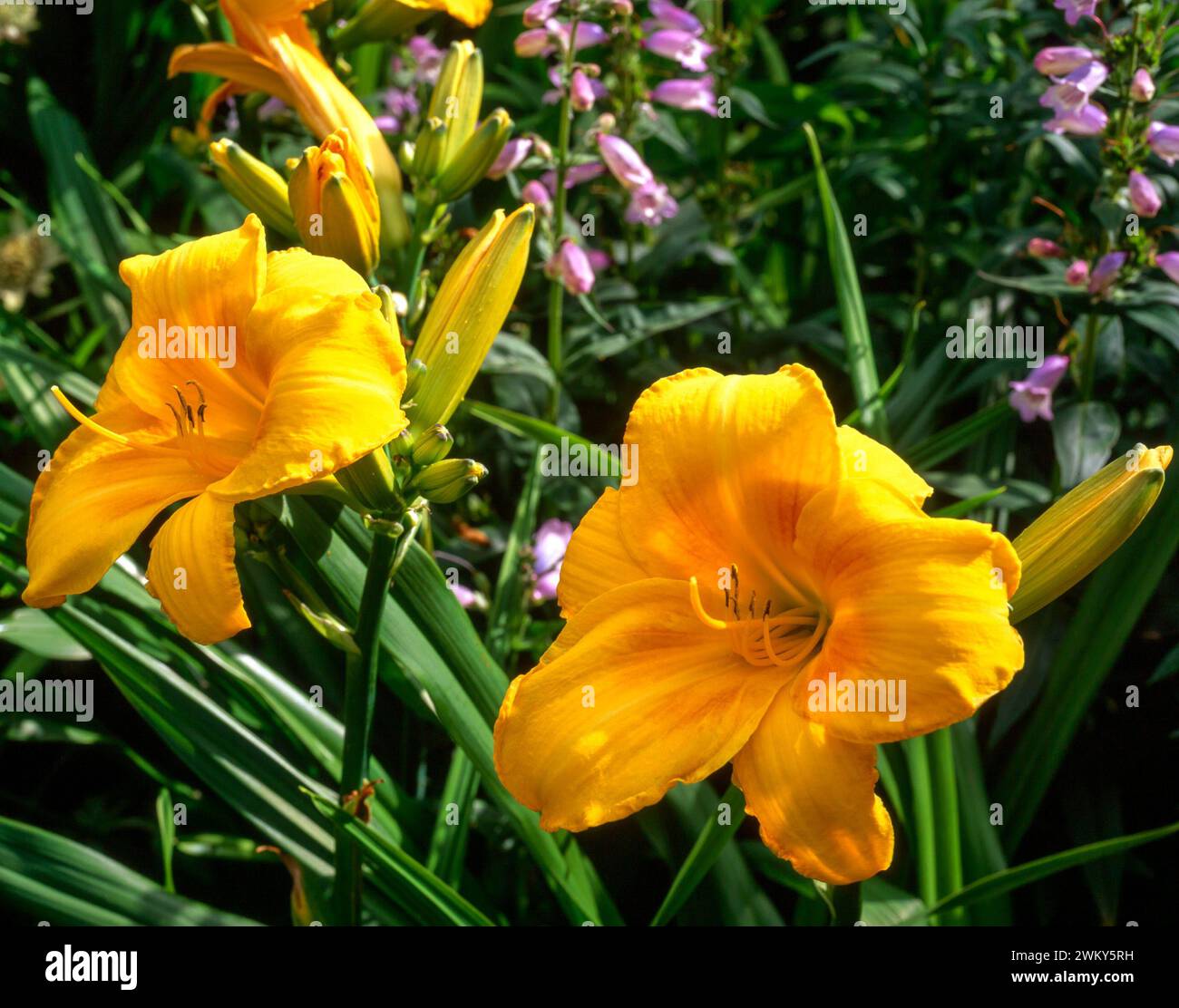 Primo piano di due fiori giglio giglio giallo brillante "Chicago Sunrise" che crescono nel giardino inglese, Inghilterra, Regno Unito Foto Stock
