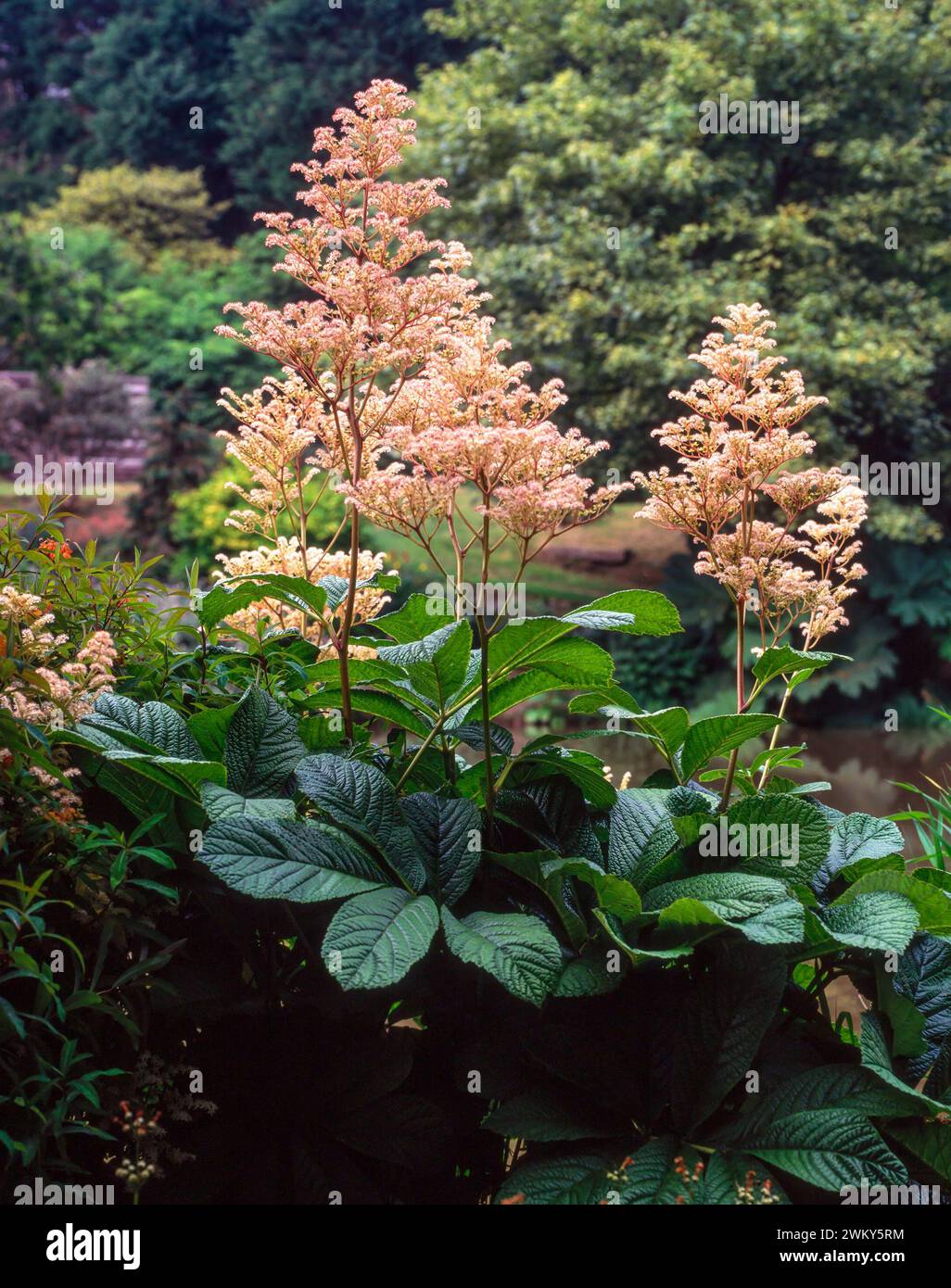 Rodgersia di sambucifolia (Rodgersia sambucifolia) con cremosi fiori bianchi/rosa a luglio/agosto che crescono al confine con il giardino inglese, Inghilterra, Regno Unito Foto Stock