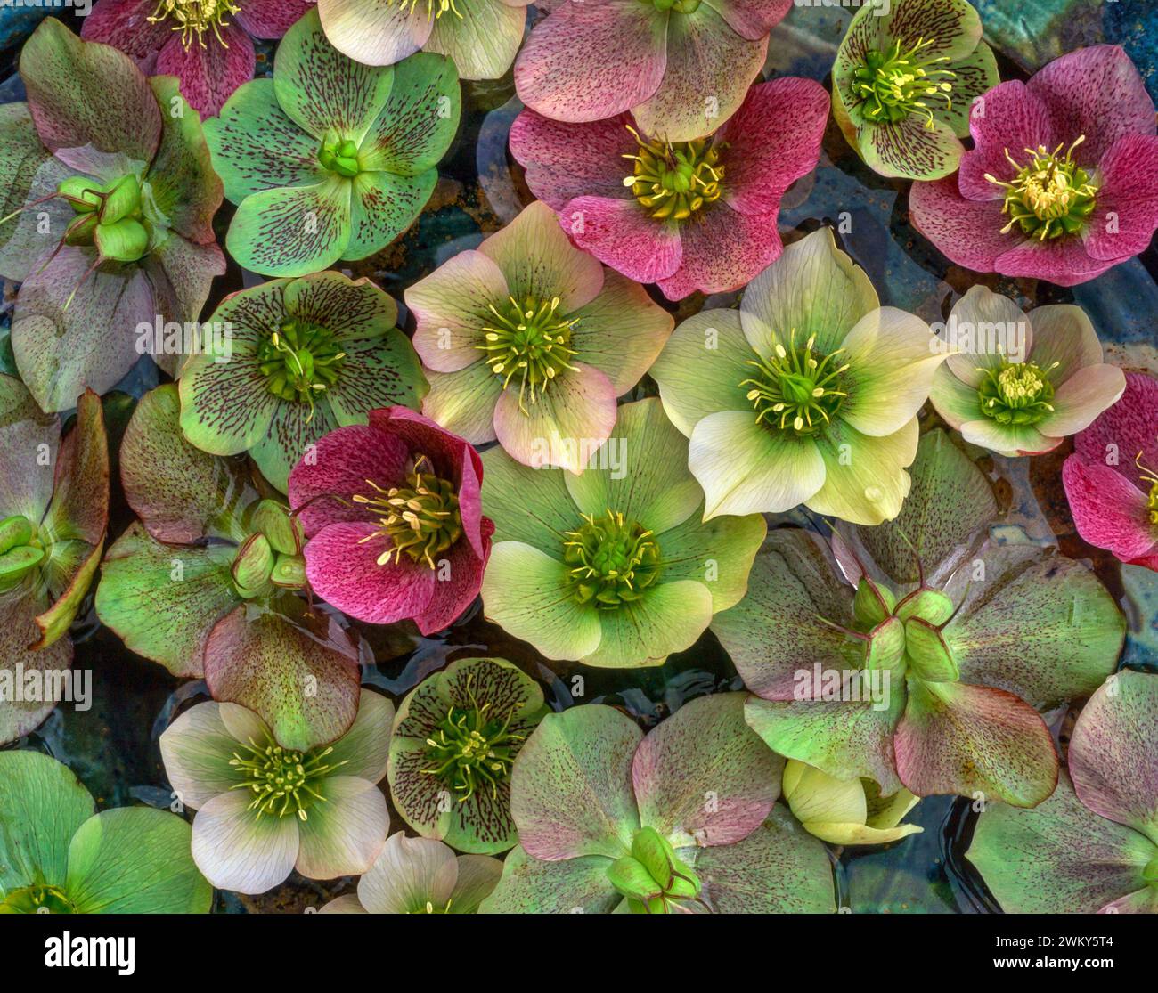 Una bella disposizione di fiori di Celio colorati che galleggiano nell'acqua Foto Stock