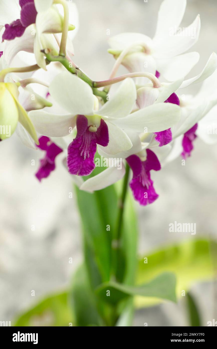 Ritratto dell'orchidea Dendrobium bianca viola, fiore di orchidea tropicale sfondo grigio astratto Foto Stock