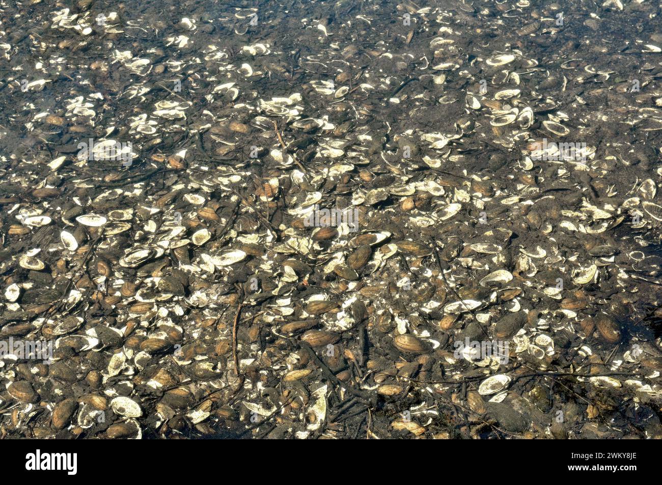 Cozze fluviali: Unio crassus nel fiume nette, regione del basso reno, Renania settentrionale Vestfalia, Germania Foto Stock