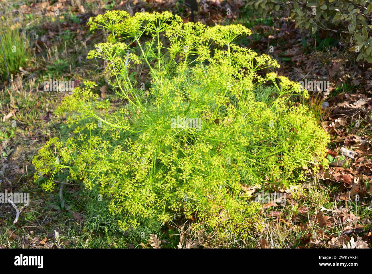 Prangos ferulacea è un'erba medicinale perenne originaria dell'Europa sudorientale e dell'Asia occidentale. Pianta fiorente. Foto Stock