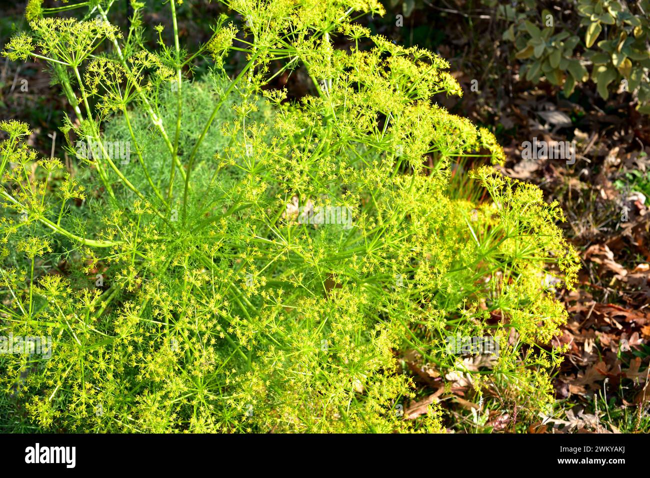 Prangos ferulacea è un'erba medicinale perenne originaria dell'Europa sudorientale e dell'Asia occidentale. Pianta fiorente. Foto Stock