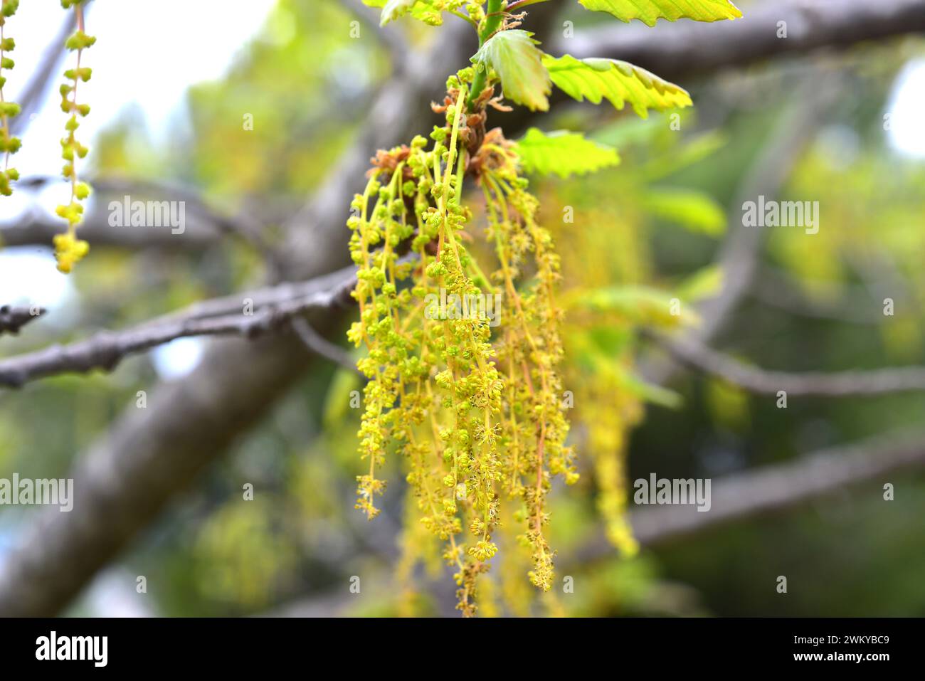 La quercia sessile (Quercus petraea) è un albero deciduo originario dell'Europa. Fiori maschili (catkins) dettaglio. Foto Stock