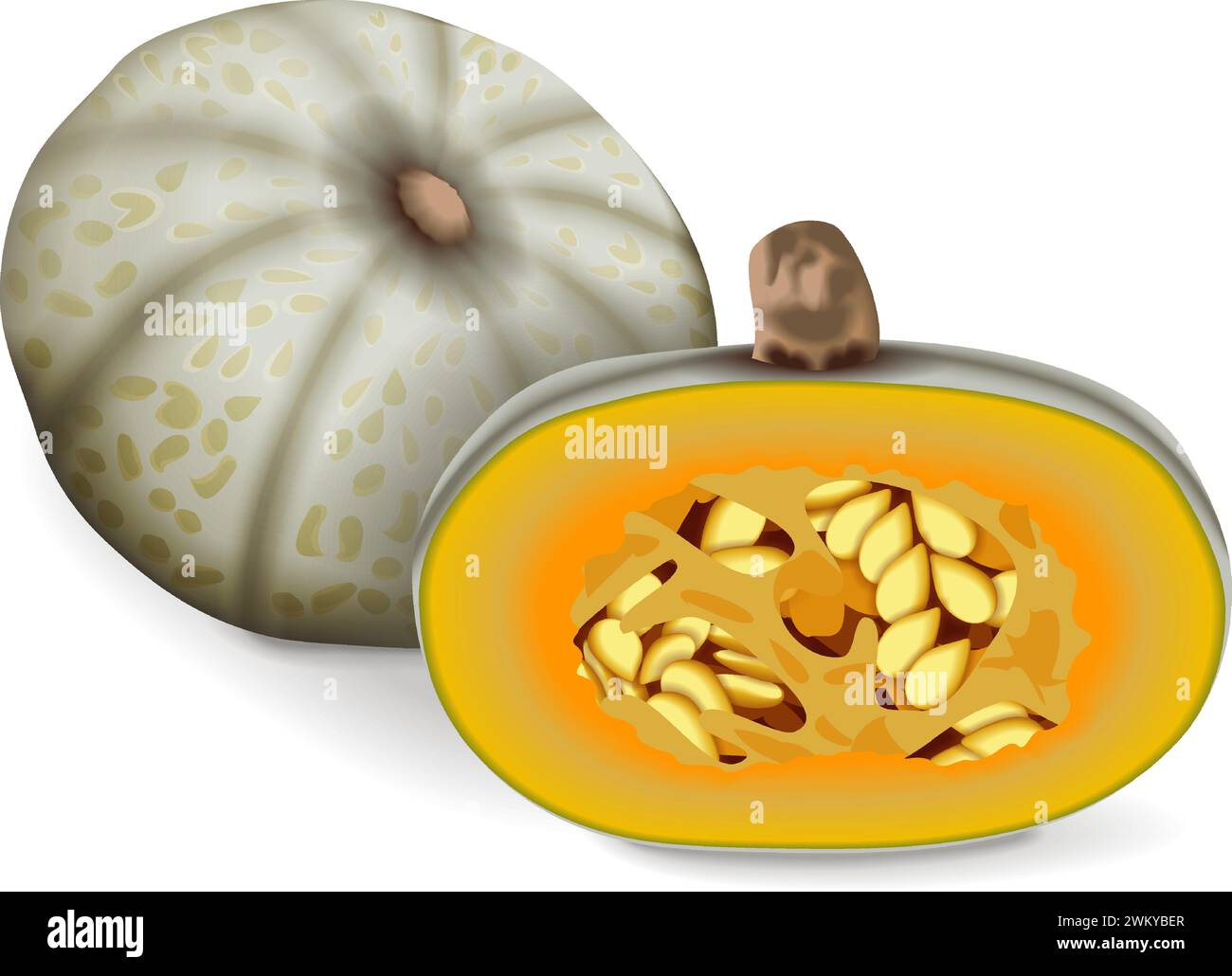 Intero e metà di Confection squash. Squash invernale. Cucurbita maxima. Frutta e verdura. Illustrazione vettoriale isolata. Illustrazione Vettoriale