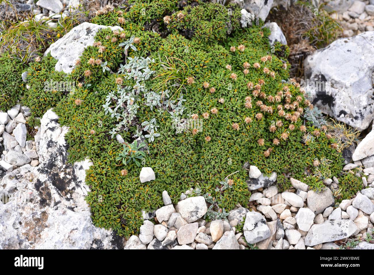 La margherita globo-lievito (Globularia cordifolia repens o Globularia repens nana) è un sottobosco strisciante originario delle montagne del centro e sud dell'est Foto Stock