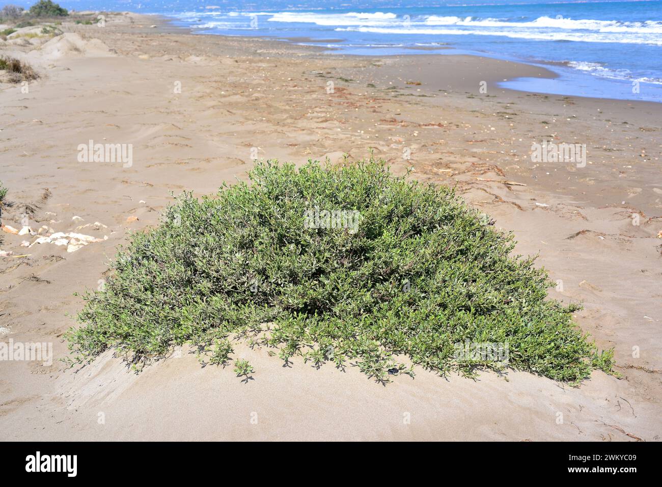 Il Salado (Limoniastrum monopetalum) è un arbusto alofita originario dell'Africa nordoccidentale e della Spagna sudoccidentale e naturalizzato nel Delta del Ebro. Questo p Foto Stock