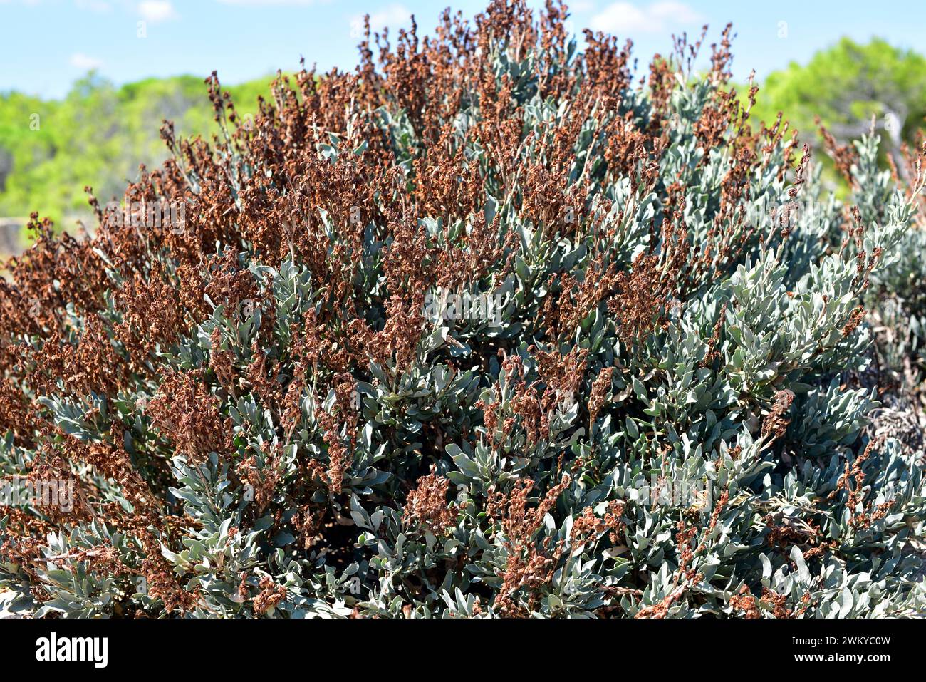 Il Salado (Limoniastrum monopetalum) è un arbusto alofita originario dell'Africa nordoccidentale e della Spagna sudoccidentale e naturalizzato nel Delta del Ebro. Questo p Foto Stock