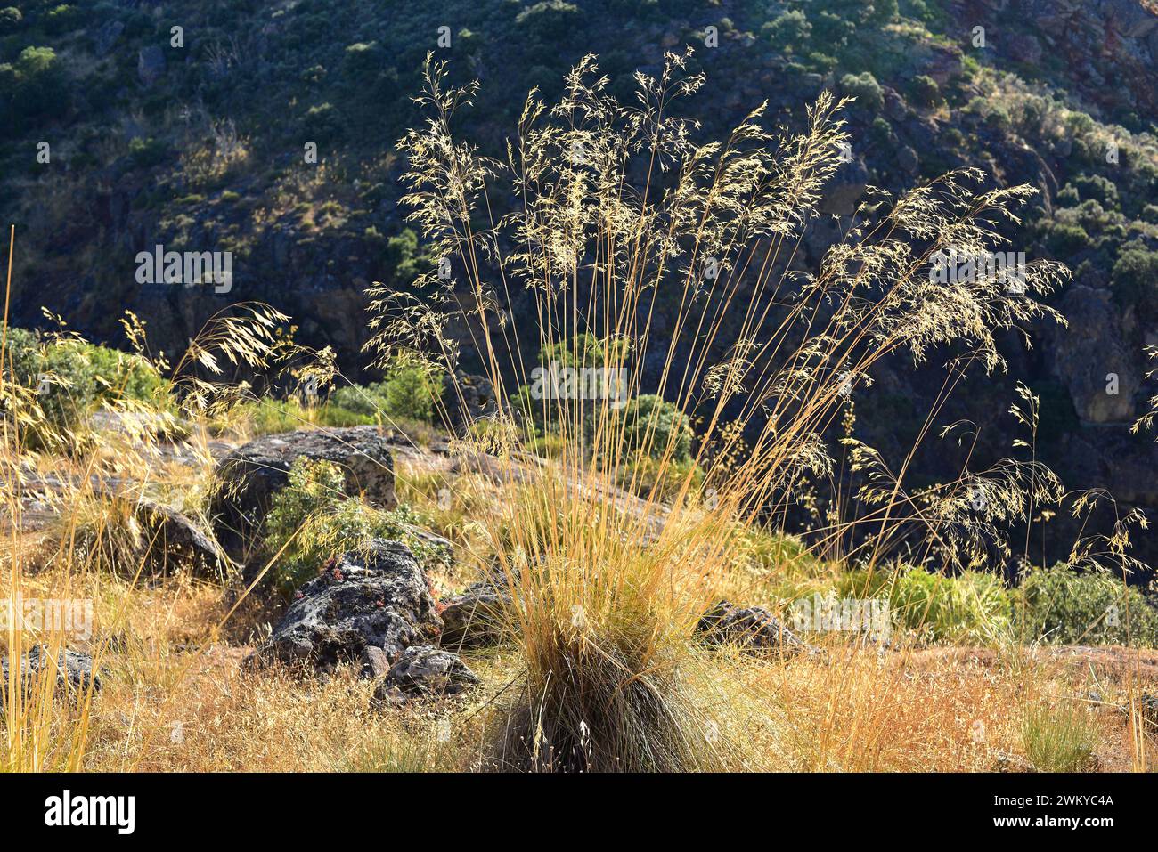 Erba di piuma gigante o avena dorata (Stipa gigantea o Celtica gigantea) è un'erba perenne grande originaria di centro e sud Penisola iberica e. Foto Stock