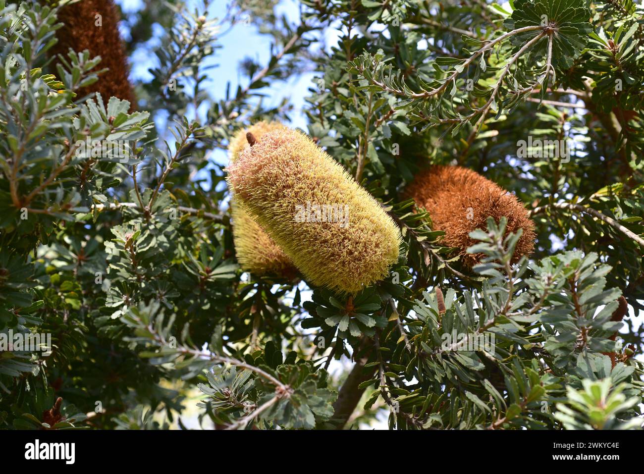 banksia (Banksia praemorsa) è un piccolo albero endemico dell'Austalia sud-occidentale. Infiorescenza e foglie. Foto Stock