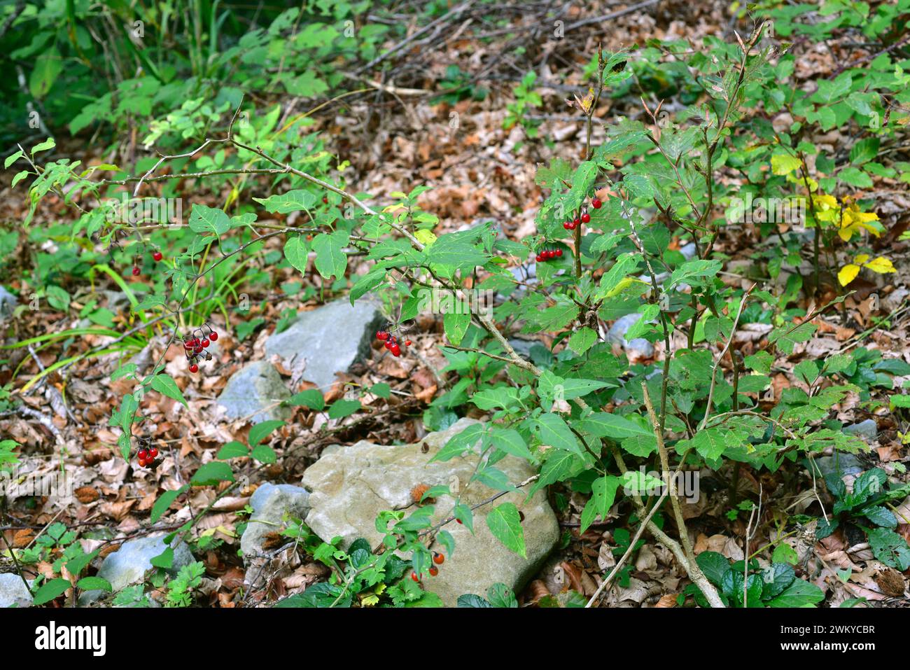Bittersweet o bitter nightshade (Solanum dulcamara) è un'erba velenosa perenne originaria dell'Eurasia e del Nord Africa, ma ampiamente naturalizzata in altre Foto Stock