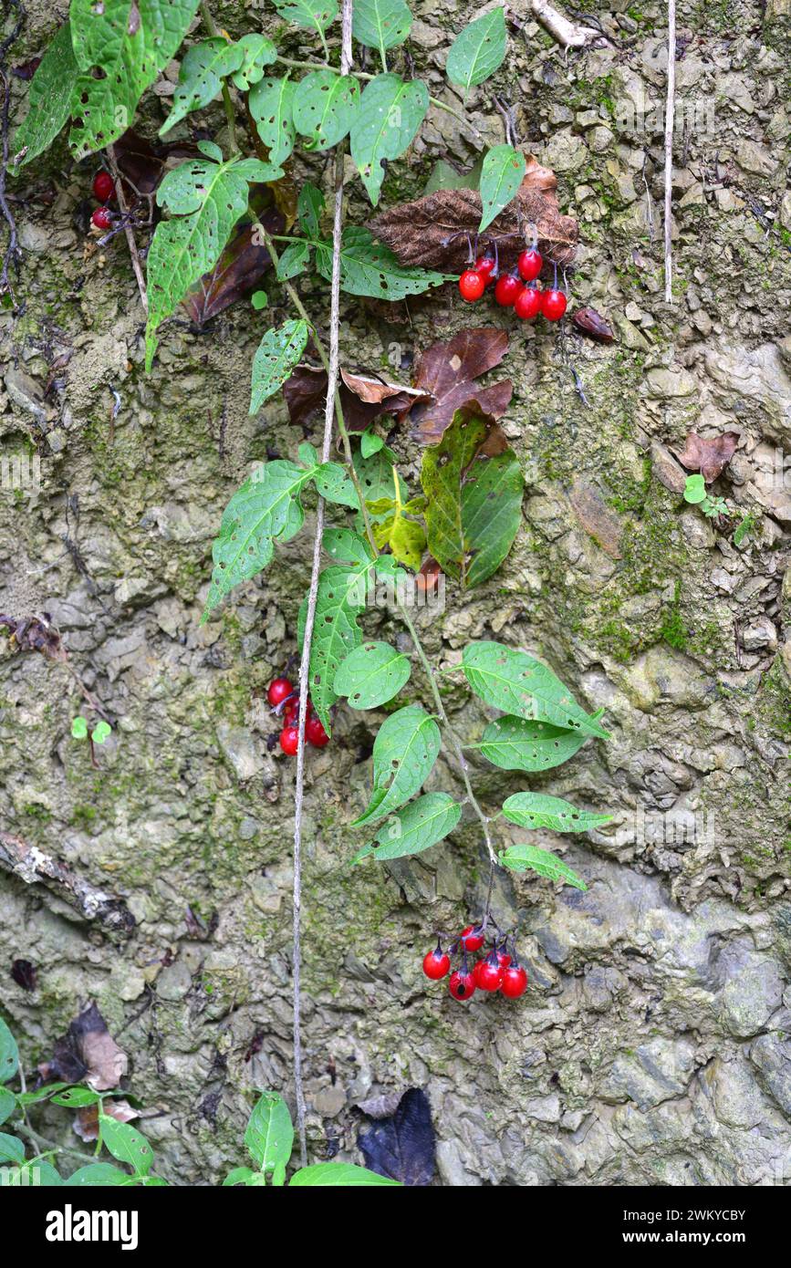 Bittersweet o bitter nightshade (Solanum dulcamara) è un'erba velenosa perenne originaria dell'Eurasia e del Nord Africa, ma ampiamente naturalizzata in altre Foto Stock