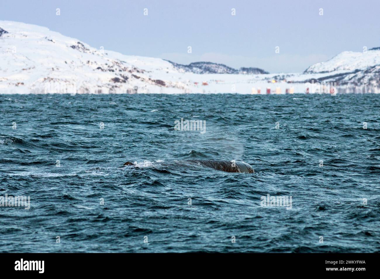 Europa, Norvegia, Contea di Troms, Sperm Whale Breaking the Surface vicino all'isola di Skjervoy Foto Stock