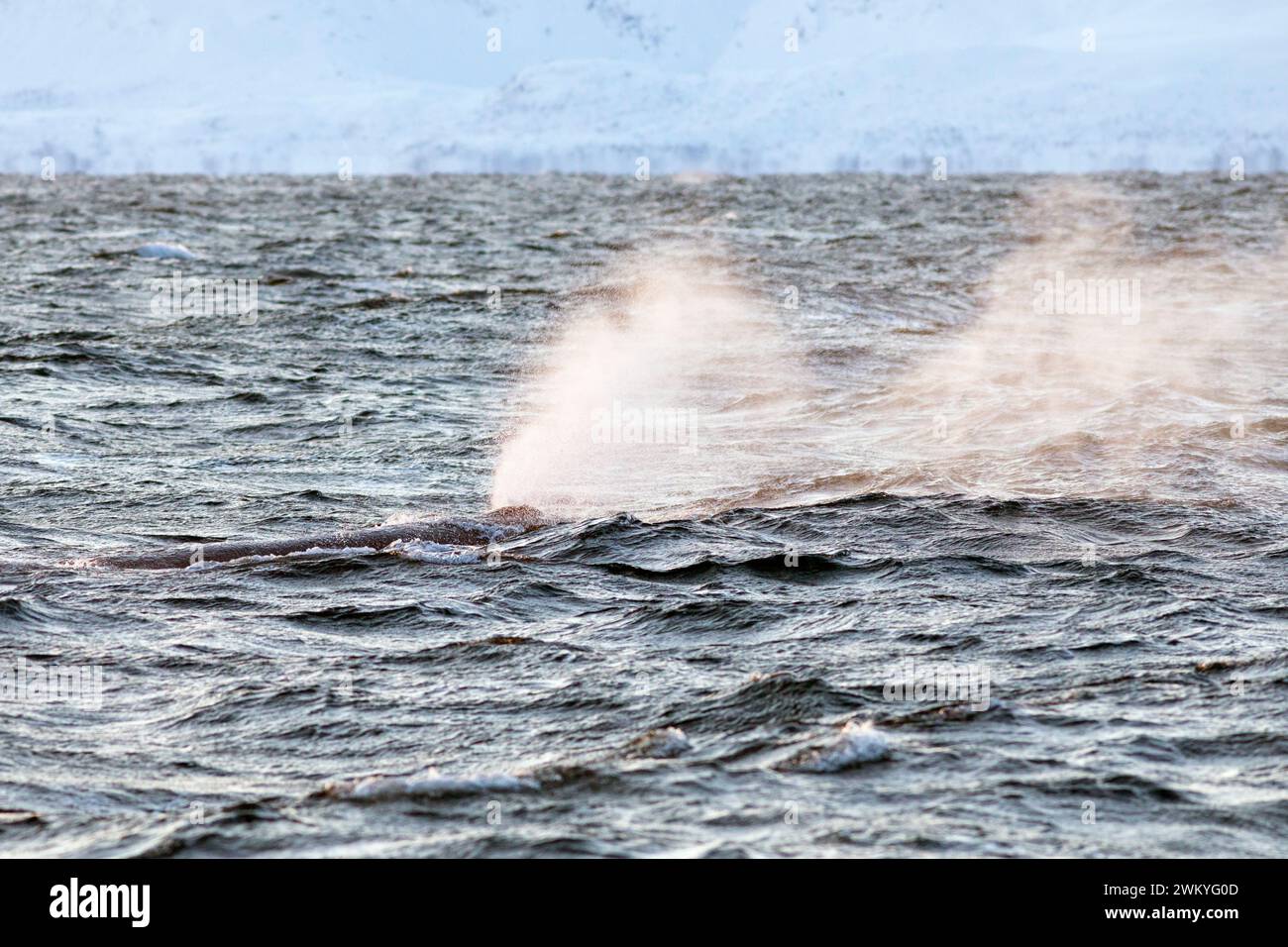 Sperma di balena immagini e fotografie stock ad alta risoluzione - Alamy